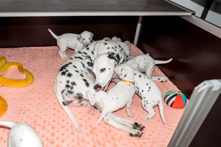 31. Lebenstag - B-Wurf (2)