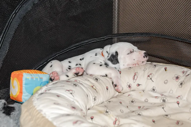 31. Lebenstag - B-Wurf (20)