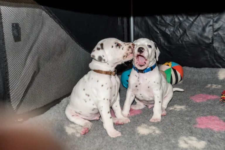 31. Lebenstag - B-Wurf (21)