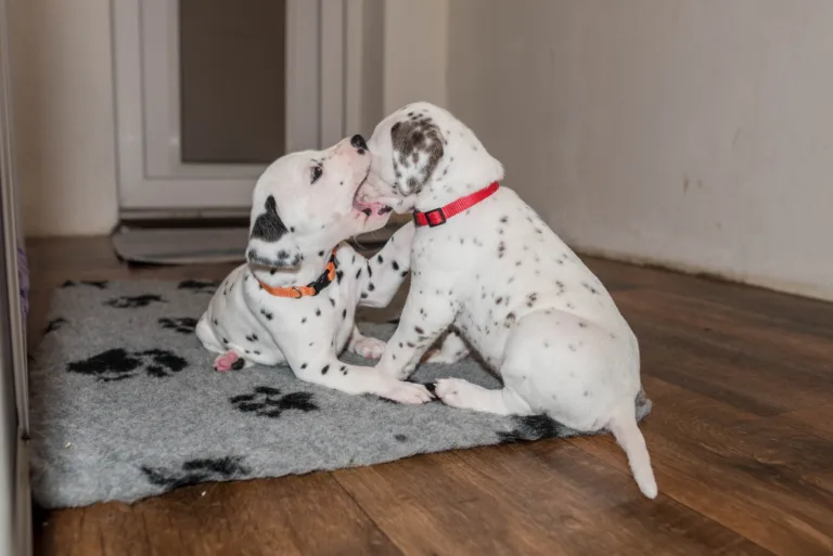 31. Lebenstag - B-Wurf (23)