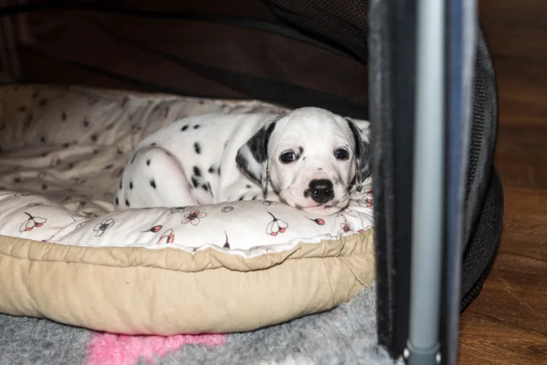 31. Lebenstag - B-Wurf (24)