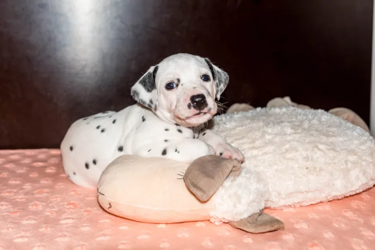 31. Lebenstag - B-Wurf (3)