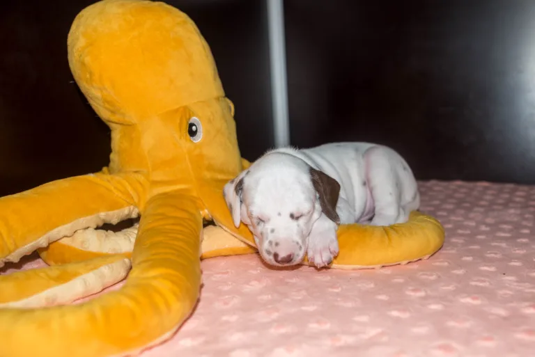 31. Lebenstag - B-Wurf (4)