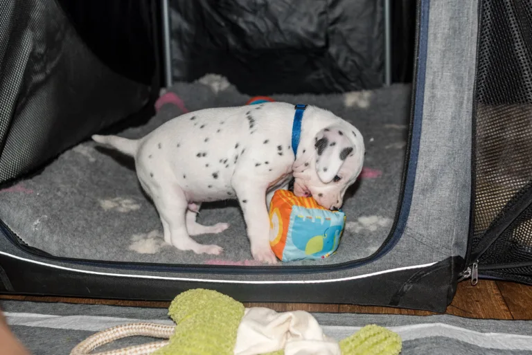 31. Lebenstag - B-Wurf (5)