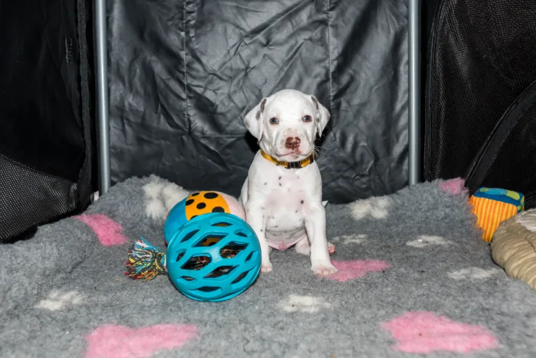 31. Lebenstag - B-Wurf (6)