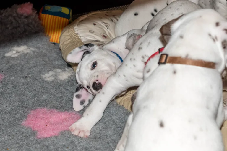 31. Lebenstag - B-Wurf (7)