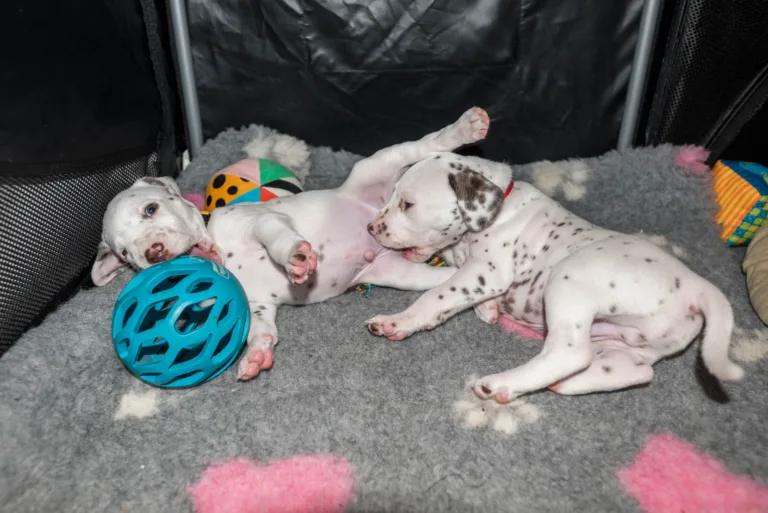 31. Lebenstag - B-Wurf (8)