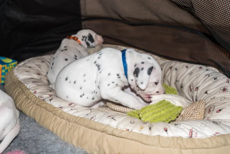 31. Lebenstag - B-Wurf (9)