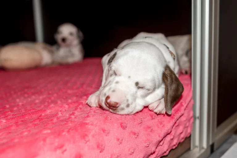 32. Lebenstag - B-Wurf (16)