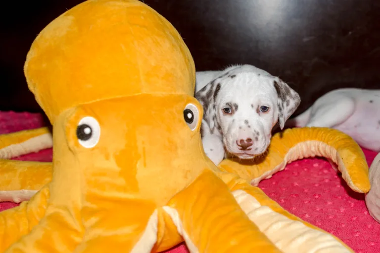 32. Lebenstag - B-Wurf (17)