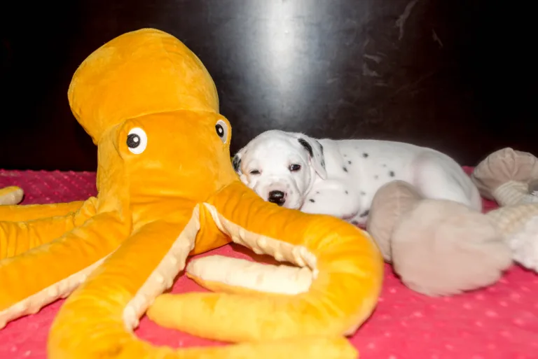 32. Lebenstag - B-Wurf (19)