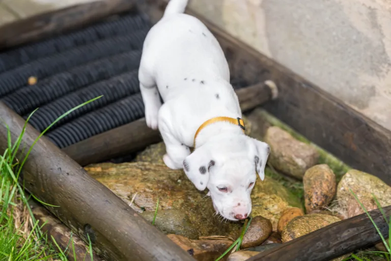 32. Lebenstag - B-Wurf (20)