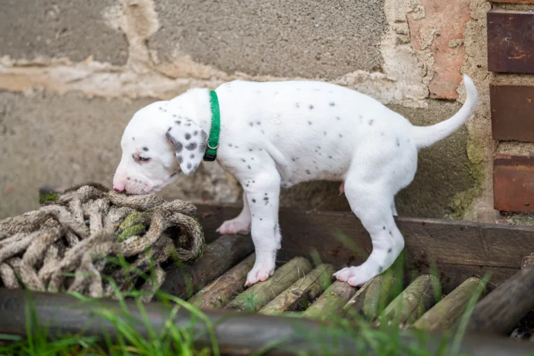 32. Lebenstag - B-Wurf (21)