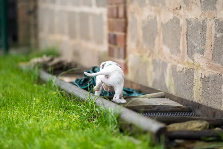 32. Lebenstag - B-Wurf (22)