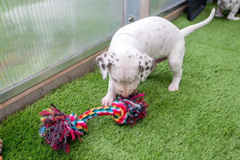 32. Lebenstag - B-Wurf (24)