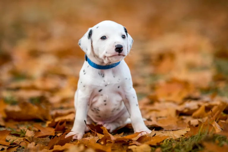 33. Lebenstag - B-Wurf (1)