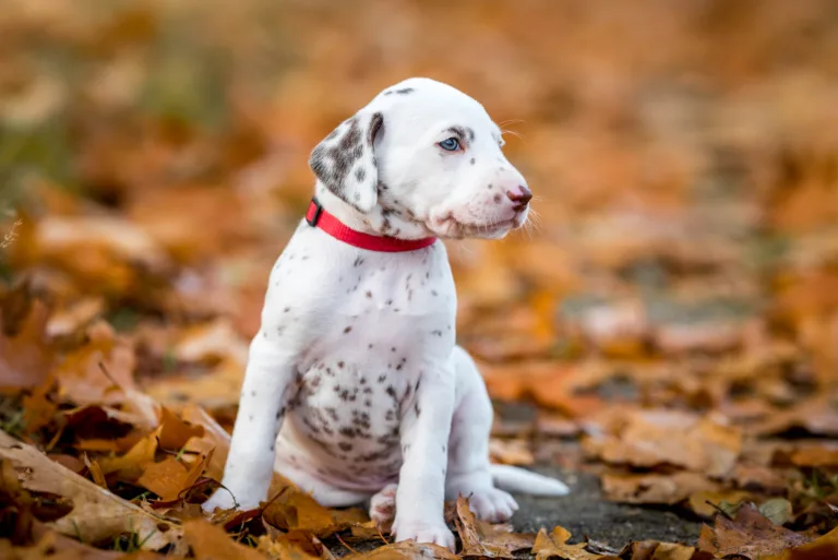 33. Lebenstag - B-Wurf (10)