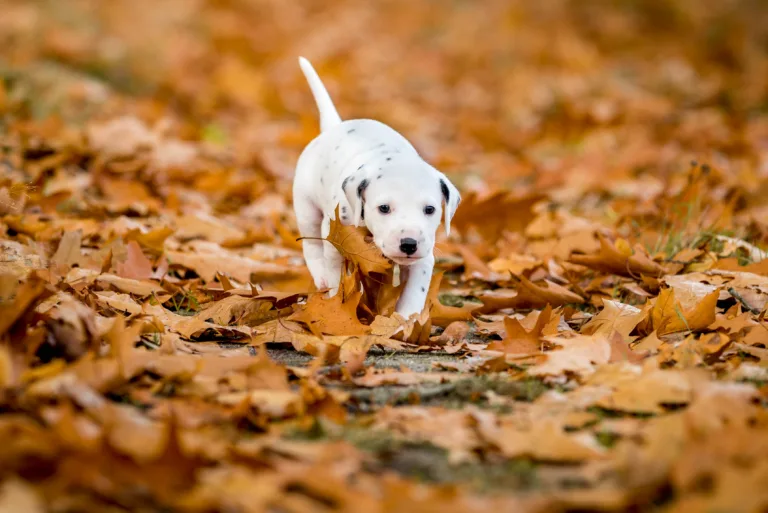 33. Lebenstag - B-Wurf (11)