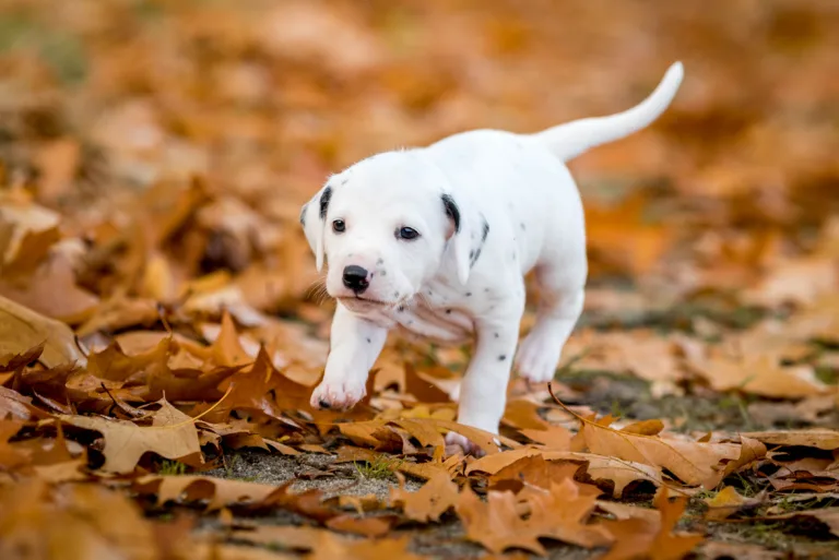 33. Lebenstag - B-Wurf (12)