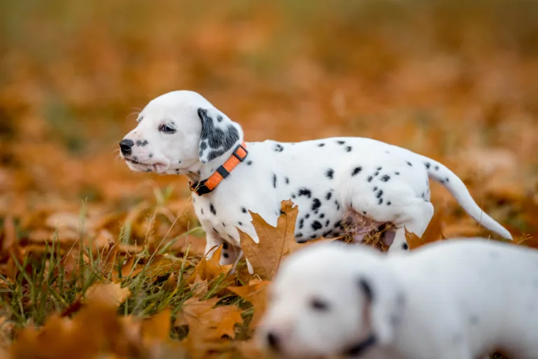 33. Lebenstag - B-Wurf (13)