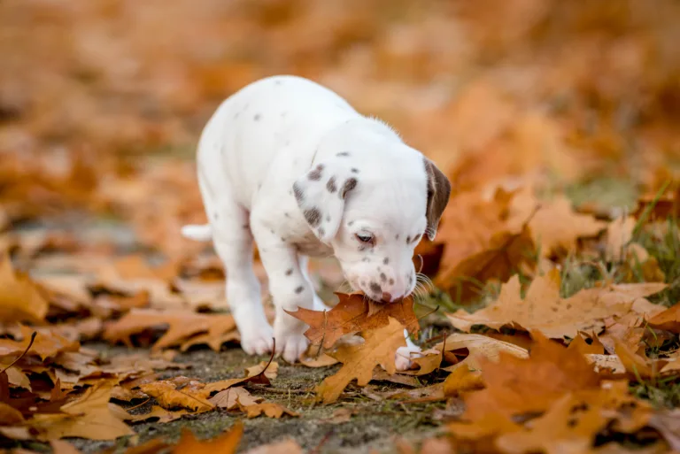 33. Lebenstag - B-Wurf (14)