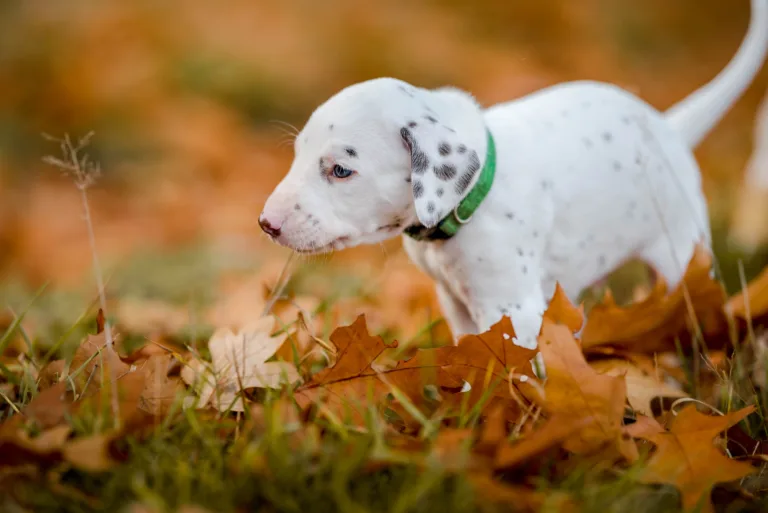 33. Lebenstag - B-Wurf (15)