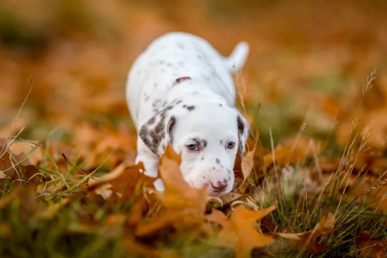 33. Lebenstag - B-Wurf (16)