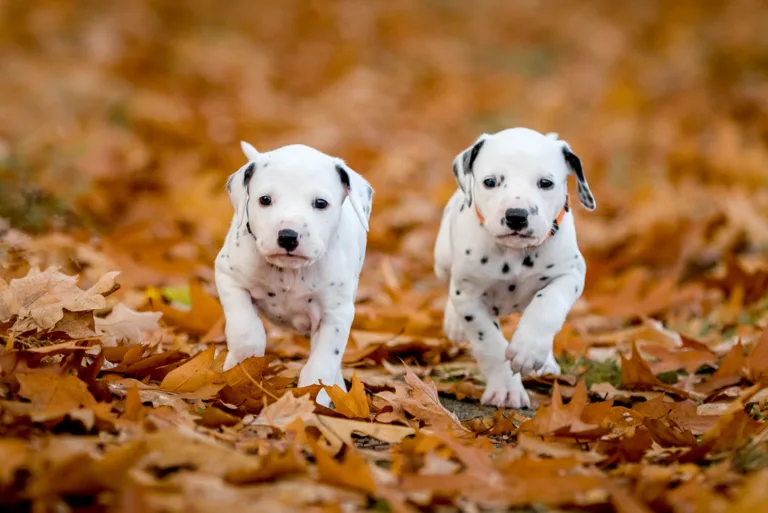 33. Lebenstag - B-Wurf (17)