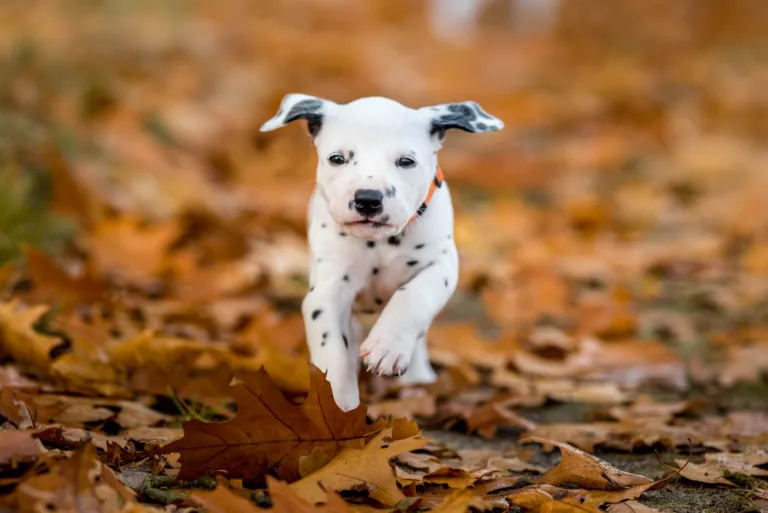 33. Lebenstag - B-Wurf (18)