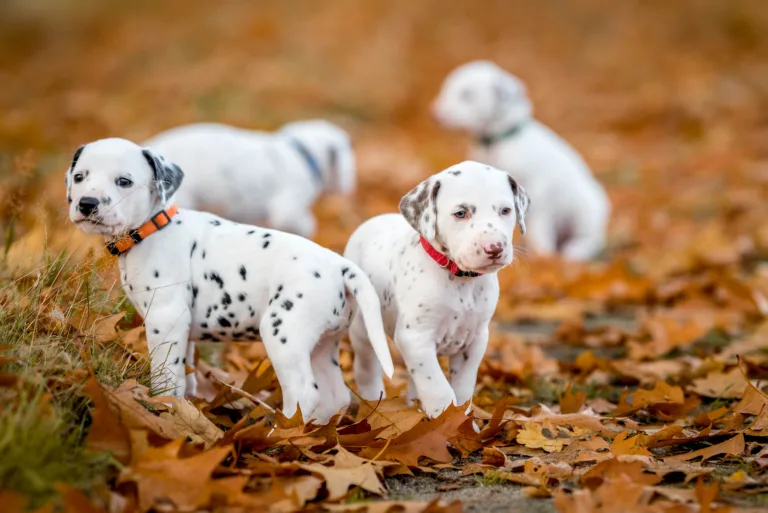 33. Lebenstag - B-Wurf (19)