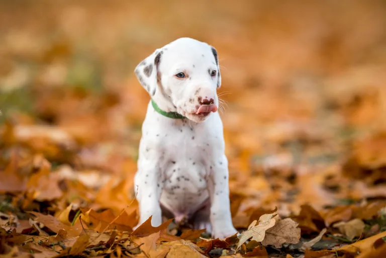 33. Lebenstag - B-Wurf (2)