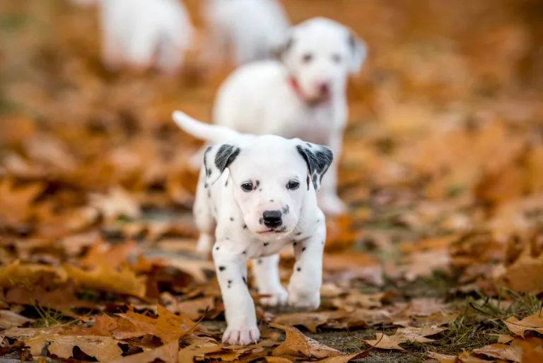 33. Lebenstag - B-Wurf (20)
