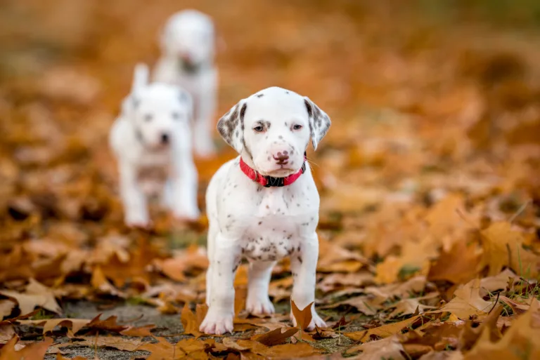 33. Lebenstag - B-Wurf (21)