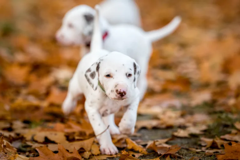 33. Lebenstag - B-Wurf (22)