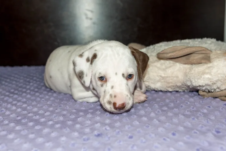 33. Lebenstag - B-Wurf (25)