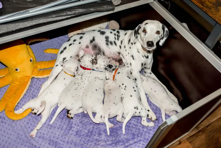 33. Lebenstag - B-Wurf (27)