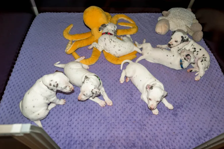 33. Lebenstag - B-Wurf (28)