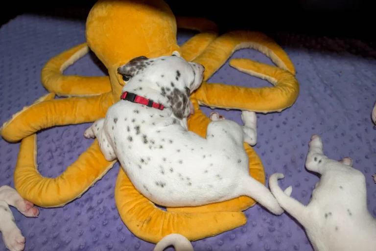 33. Lebenstag - B-Wurf (29)