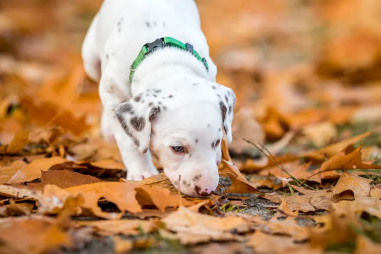 33. Lebenstag - B-Wurf (3)