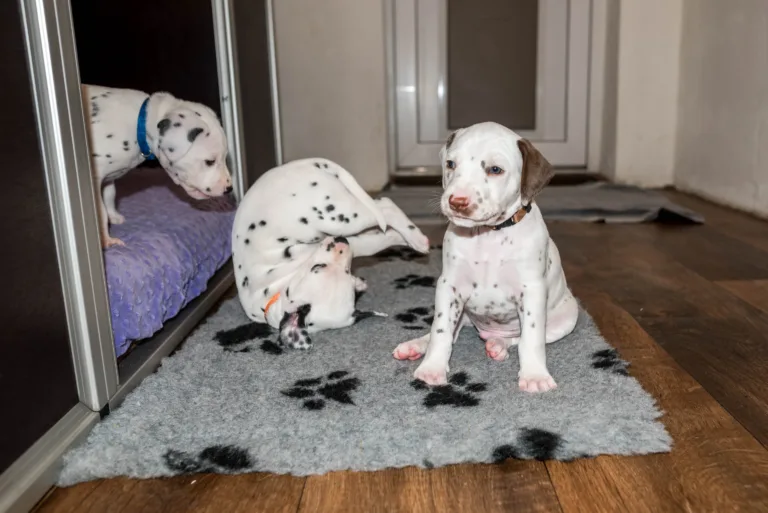 33. Lebenstag - B-Wurf (31)