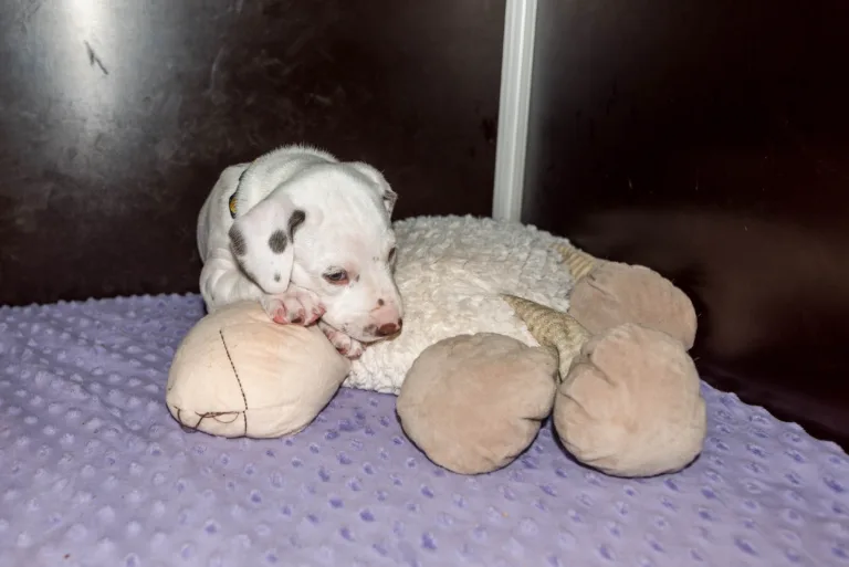 33. Lebenstag - B-Wurf (32)