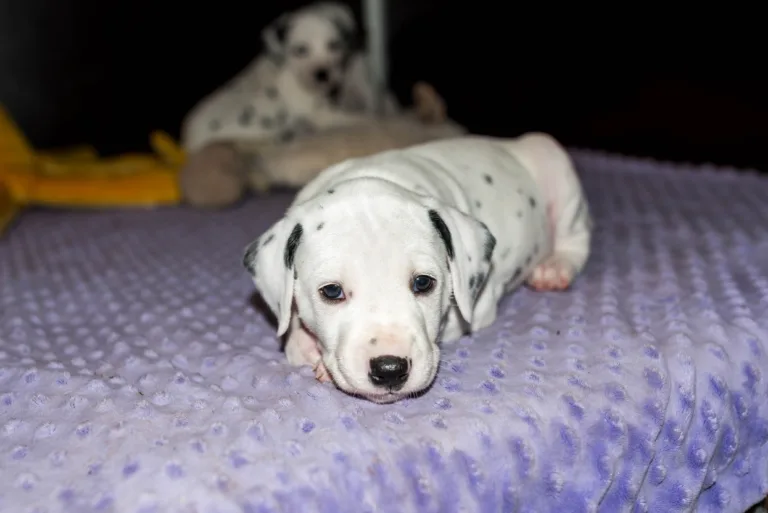 33. Lebenstag - B-Wurf (33)