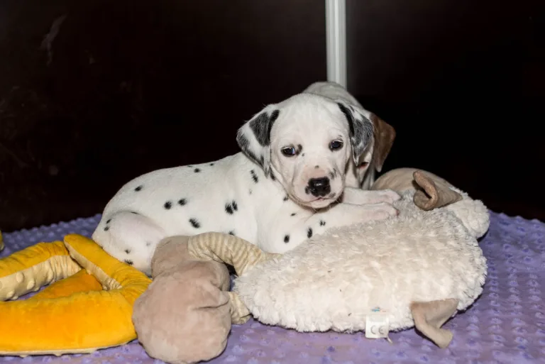 33. Lebenstag - B-Wurf (34)