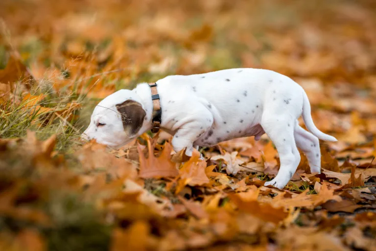 33. Lebenstag - B-Wurf (4)