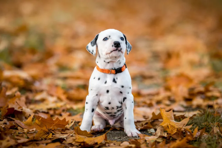 33. Lebenstag - B-Wurf (6)