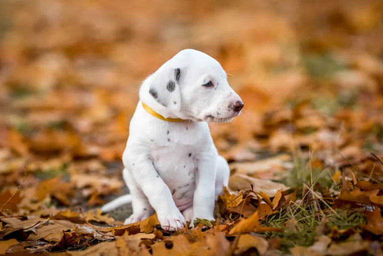 33. Lebenstag - B-Wurf (7)