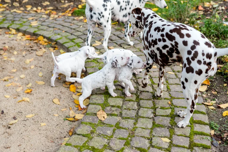 34. Lebenstag - B-Wurf (1)