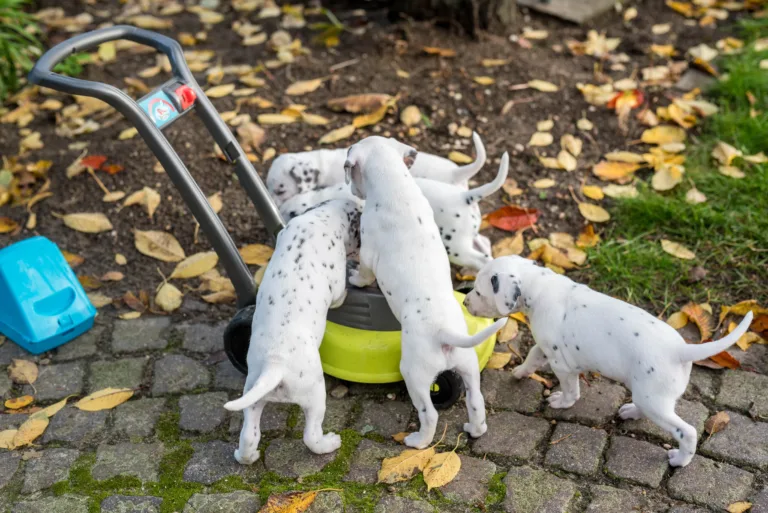 34. Lebenstag - B-Wurf (11)