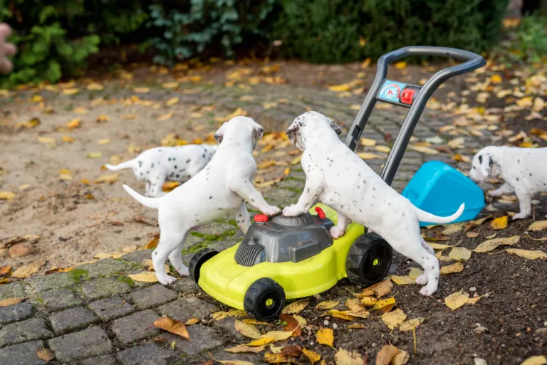 34. Lebenstag - B-Wurf (12)