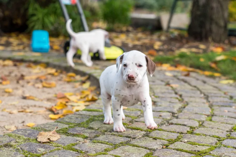 34. Lebenstag - B-Wurf (15)